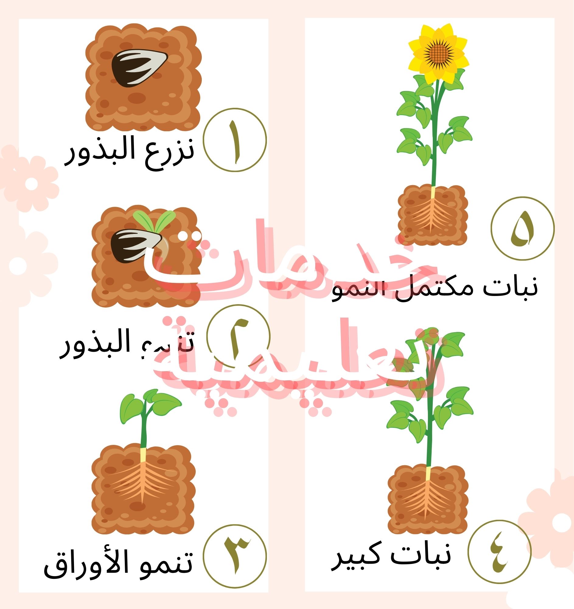 دورة حياة النبات