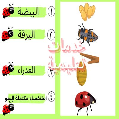 دورة حياة الخنفساء كاملة