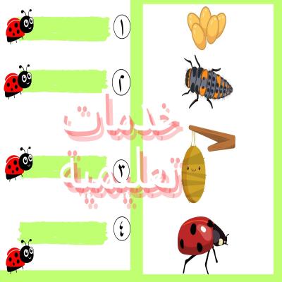 دورة حياة الخنفساء مفرغة