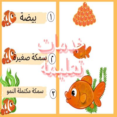 دورة حياة السمكة كاملة