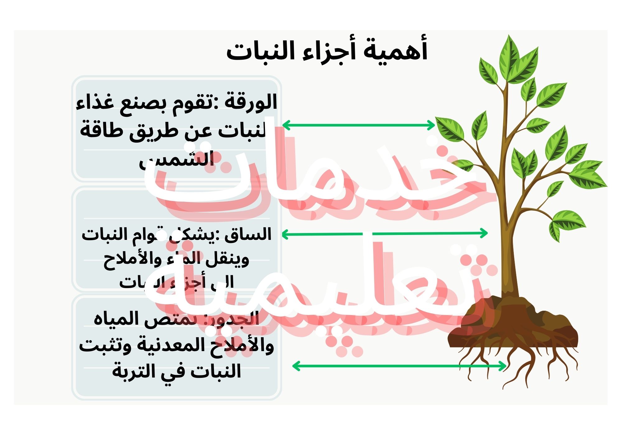 مطوية  أهمية أجزاء النبات (كاملة )