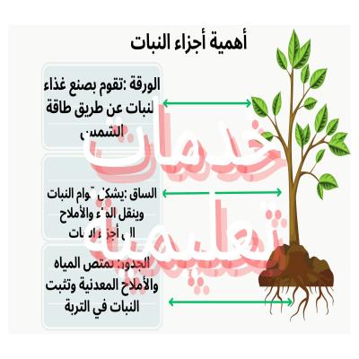 مطوية  أهمية أجزاء النبات (كاملة )