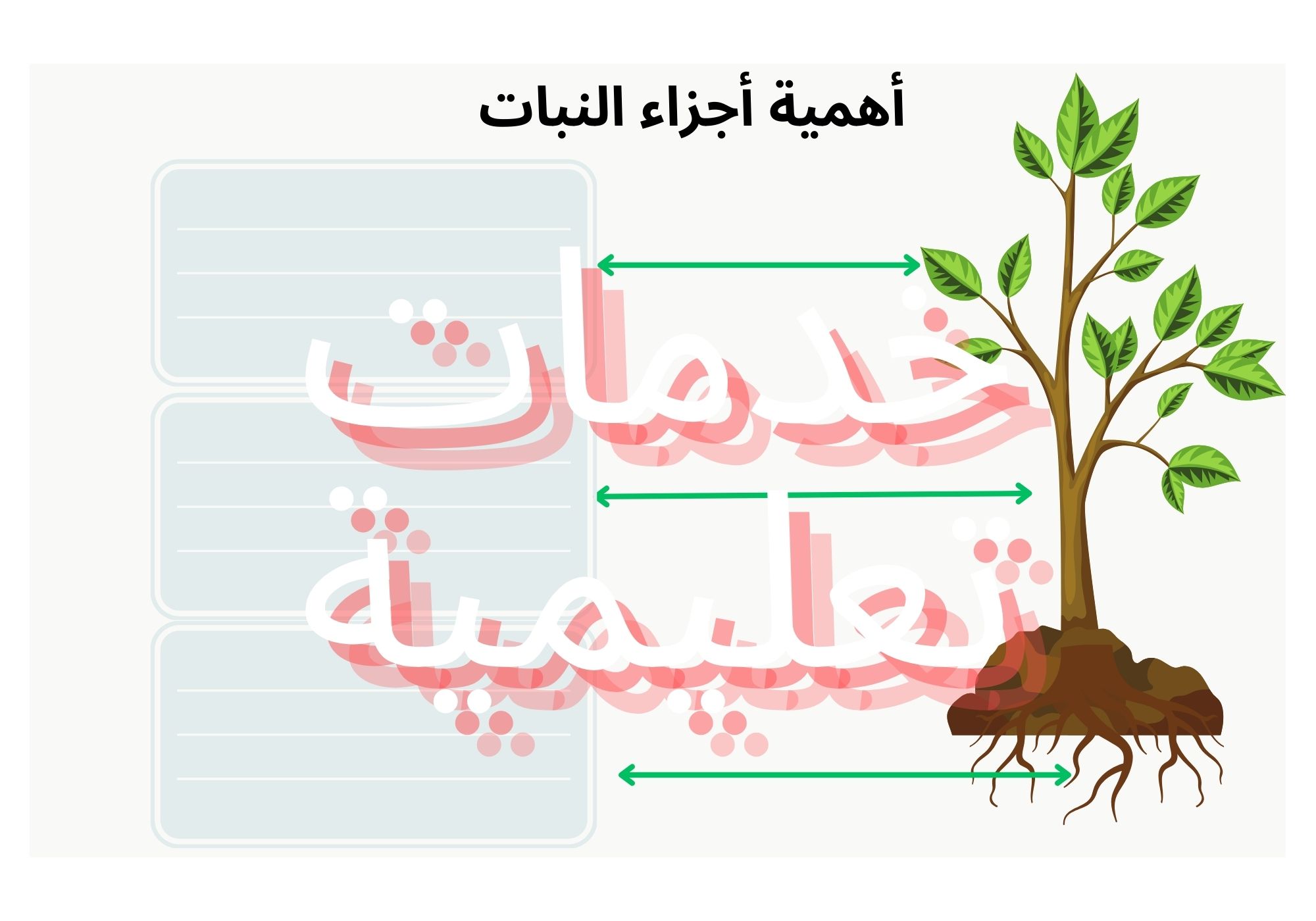  أهمية أجزاء النبات مفرغة