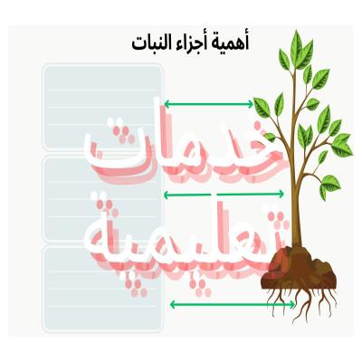  أهمية أجزاء النبات مفرغة